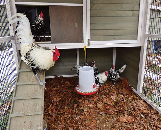 
Sandra Bruno's chickens are right at home in their backyard coop.
